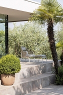  Agave.  Atmosphera, .    .     -  , 