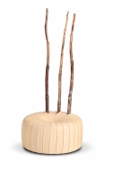  Ferula.  Calia, .      .    .