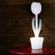 Tulip,  Myyour, .     .     .