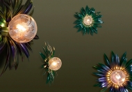  Dahlia,  Wonderland.  Signorini&Coco, .    .   