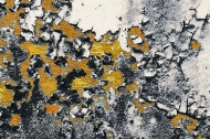  Gabrielle Abstract,  Sitap - .       .  
