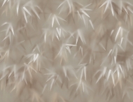  Natural Shapes.  - Tecnografica, .       .    