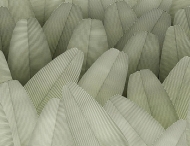  Natural Shapes.  - Tecnografica, .       .    
